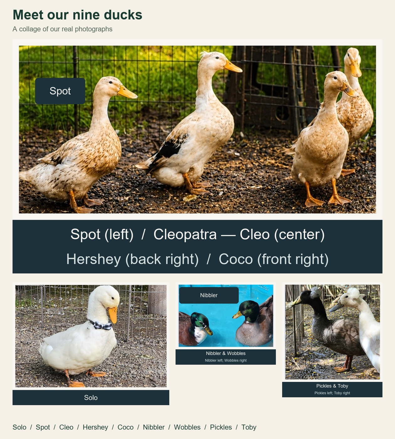 Collage of real labelled photos: Solo; Spot, Cleo, Hershey and Coco; Nibbler and Wobbles; Pickles and Toby.