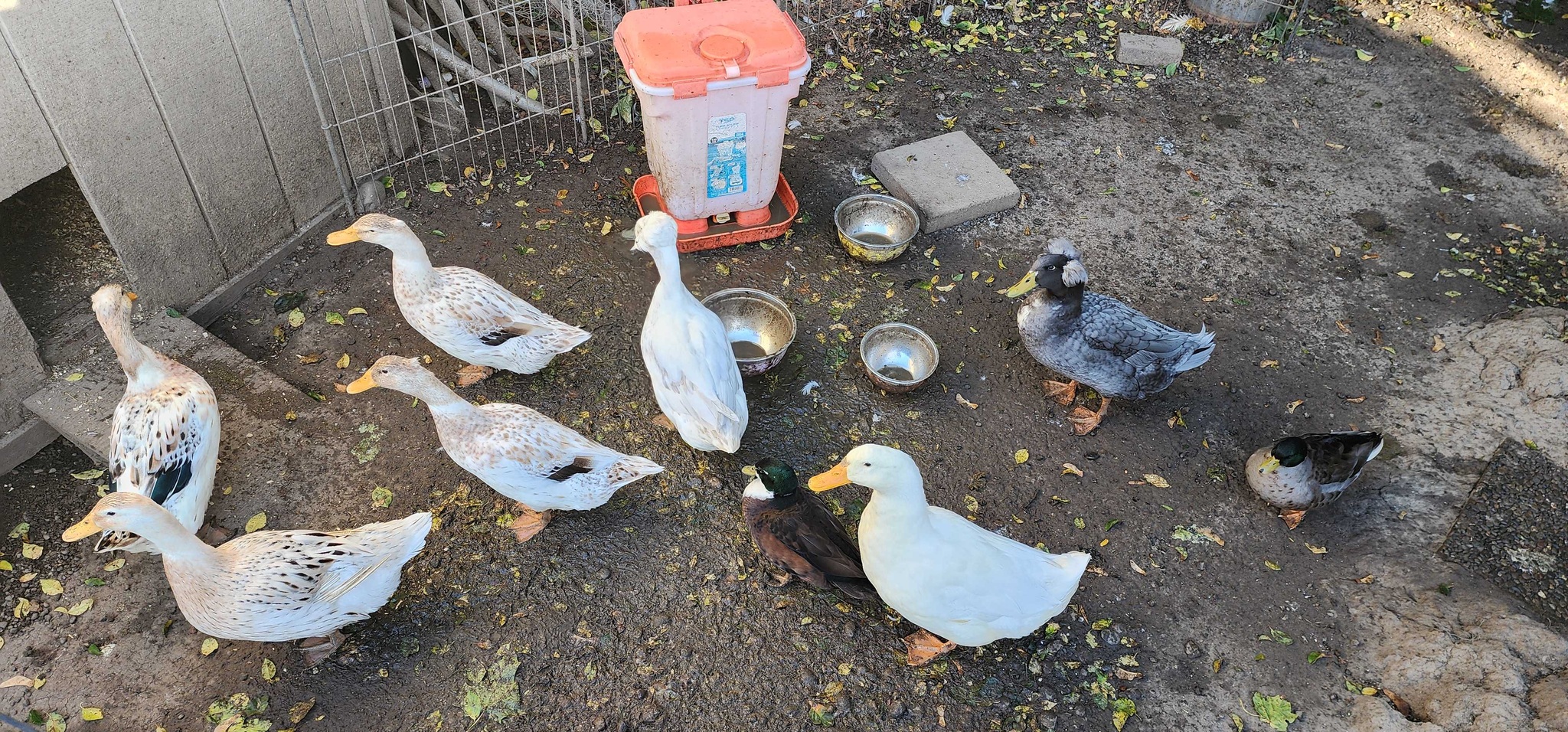 All nine ducks together in their real outdoor run: four patterned ducks, two white ducks, one grey crested duck and two smaller dark ducks.
