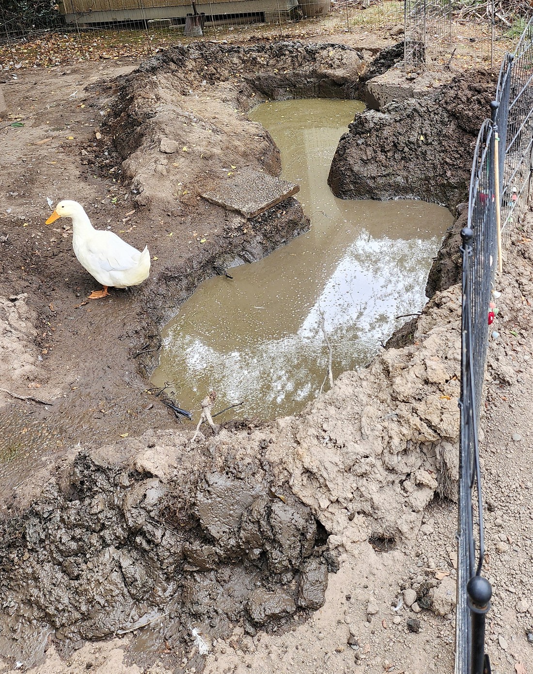 Earlier September 29 view of the real clay pond excavation.