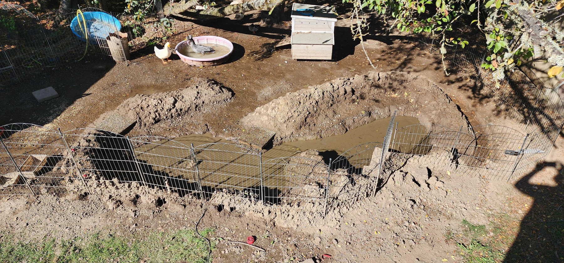 Real October 12 photograph of the unfinished, irregular clay pond and surrounding duck run.